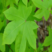 冬季适合懒人养的植物有哪些呢?适合室内养而且好活?