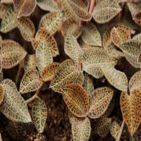 金线莲种植环境要求条件是什么呢？种植在什么地方比较好呢？