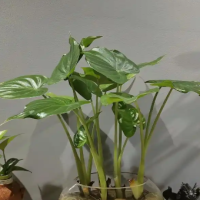 滴水观音深埋还是浅埋好呢？适合放在家里的什么位置？