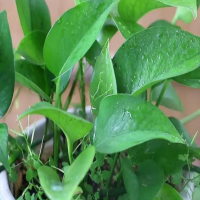 绿萝蓄水盆里要每天保持有水吗？缺水和水多的症状有哪些呢？