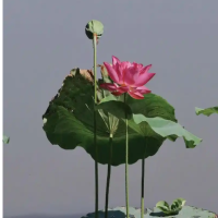 荷花可以随便送给人吗？拿得出手吗？