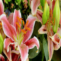 盆栽百合花一年开几次花啊？花开完之后多久能再发芽呢？
