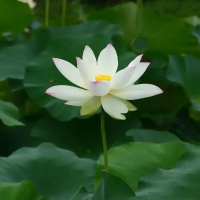 碗莲种子只能种一年吗?种子不种怎么保存?