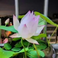 碗莲种子种植多久能开花啊？养殖方法和注意事项有哪些？