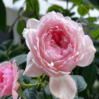 月季花如何修剪开花多一些呢？什么时间修剪最合适？