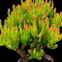 庭院盆栽植物有哪些种类?10种庭院最佳的花卉选择是什么?