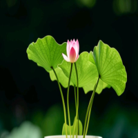 莲子泡出芽后多久种泥里最好呢？种植方法和时间是什么？