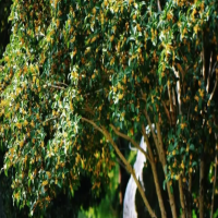 桂花树叶子尖发黄干枯怎么办?多久浇水一次最好呢?