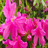 杜鹃花冬天能栽活吗?在北方能过冬吗为什么呢?