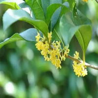 桂花树修剪能把叶子剪光吗？掉光了还能活过来吗？