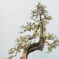 适合山石盆景的植物有哪些？怎么养护和管理