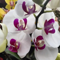 适合秋冬种植的花卉有哪些？四季常青又耐寒的花有哪些呢？