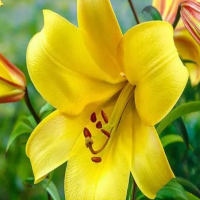 百合花不挖第二年会发芽吗?花后怎么留种球?