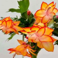 蟹爪兰花开多长时间就谢了？花谢后怎么修剪？