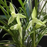 兰花如何种植与维护?浇什么水最好?