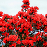 杜鹃花换盆后花焉了怎么办？怎么能救过来呢？