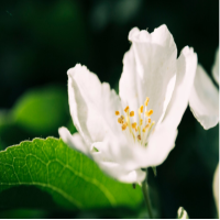 栀子花如何修剪才能开花旺盛?冬天长花苞了怎么办?