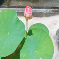 碗莲冬天可以在室内泡种子吗?凉水泡会发芽吗?