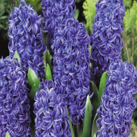 风信子是什么时候开花？10月会开花吗为什么？