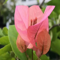 冬天扦插三角梅套袋要多久才能发芽呢？什么时候可以晒太阳呢？