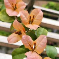 三角梅冬天开完花怎么剪枝呢?开花期间能修剪吗?