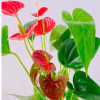 什么花的花语最浪漫美好呢？男士送什么花比较合适呢？