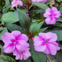 风信子怎么养殖才能开花呢？花期过了怎么处理好呢？