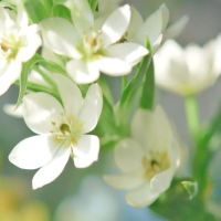 百合花开花后多久枯萎掉落呢？还能再开花吗？