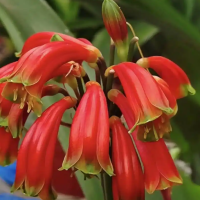 什么时候种君子兰最合适呢？什么季节种植最佳呢？