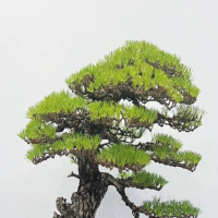 适合做丛林盆景的树木有哪些？野外什么树可以做盆景呢