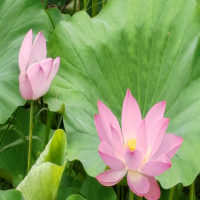 荷花种子的种植方法和时间是什么?冬天怎么种植?