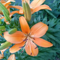 百合花是多年生还是一年生的呢？一年开几次花期多长时间啊？