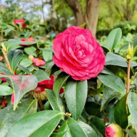 茶花花苞没开就掉了的原因是什么呢?容易掉花是怎么回事?