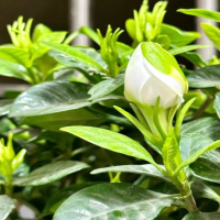 栀子花怎么养才会茂盛多开花呢？用什么肥料比较好?