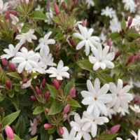 茉莉花冬天需要浇水吗？叶子干枯怎么办？