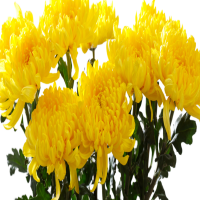 什么时候买菊花苗合适呢？什么时候分苗移栽最好呢？
