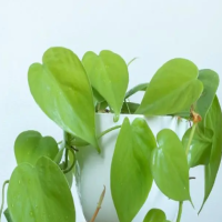 盆栽绿萝叶子发黄怎么补救？发黄有黑斑点怎么治好呢？
