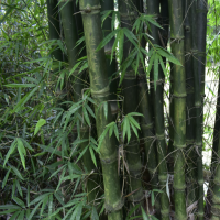 富贵竹疯长从上面剪可以吗？太长了要剪哪里？