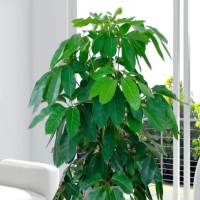 摇钱树的叶子卷怎么回事？是缺水吗？
