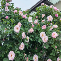 蔷薇花养几年才爬藤？种植方法和注意事项有哪些呢？