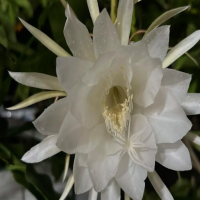 怎么养昙花才能开花？花叶子黄了有什么补救的？