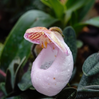适合种在庭院的花卉有哪些?什么花比较好养的?