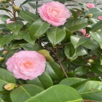 茶花换盆掉叶子的补救方法是什么呢？叶子掉光了能活吗？
